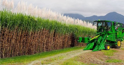 SugarCane Growing and Harvest - Sugar Mill Processing Line - Modern Machine Harvest